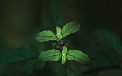 Αγιουρβεδική Βοτανολογία