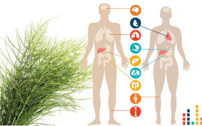 Πυρίτιο: το δώρο της φύσης για υγεία και ομορφιά